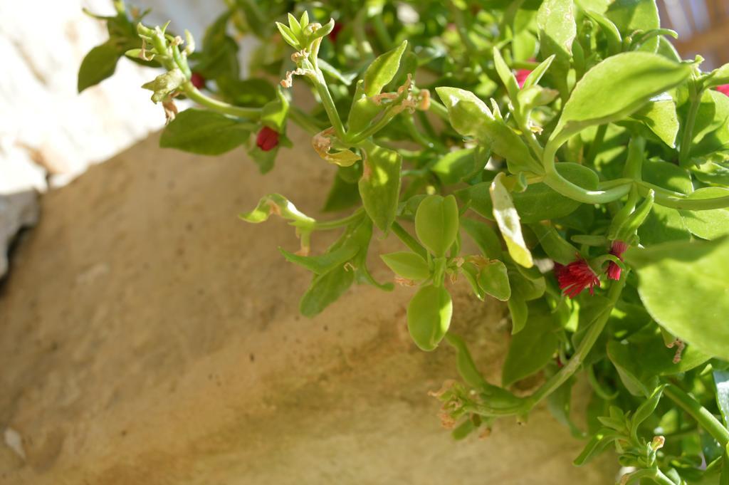 Agriturismo Casa Del Peperoncino Otranto Esterno foto